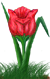 <img:stuff/TulipRedSpkSMRev.png>