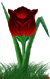 <img:stuff/TulipRedSunsetRev.png>