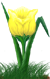 <img:stuff/TulipSunburstYelSMRev.png>